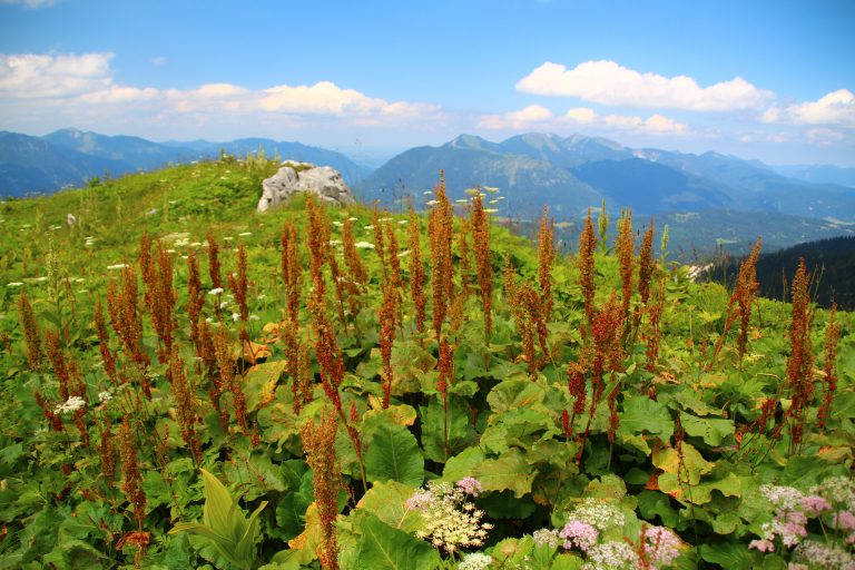 Hildegard5_2_AlpenAmpfer Vier Pilgerwege